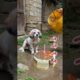 Fluffy Friends: The Cutest Puppies Online! 🐶
