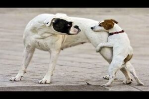 Funniest Videos Animals 🐧 The mischievous pup’s hug that went hilariously wrong 🤣