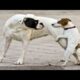 Funniest Videos Animals 🐧 The mischievous pup’s hug that went hilariously wrong 🤣