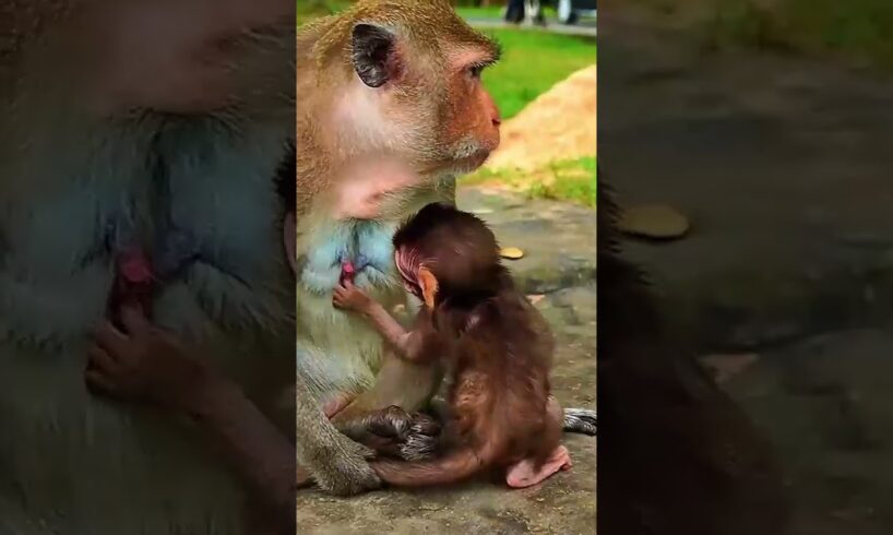 Funny Baby Monkey Playing All Day 🐵😂  #animals #wildlife