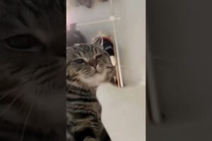 Funny Cat Fails #catfails