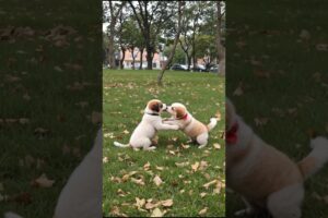 Funny Puppies 😂🐕Playing Video #puppy #cute #dog #animals #shorts