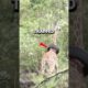 Giraffe Asks Man for Help 🦒💔 #shorts