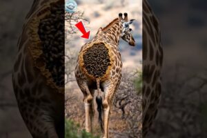 Giraffe Rescue: Bees Built a Hive on Its Neck 🐝🦒 | Wildlife Survival Story
