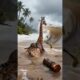 Giraffe Rescues Ocelot Kitten From Deadly Flood! #animals #rescue #wildlife#shorts#pets#animals