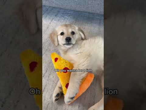 Golden Retriever Puppies: a little lion or just a baby?