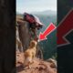 Golden Retriever saves a woman who is about to fall off a cliff #GoldenRetriever #Horse #Rescue