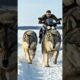 Gray Wolves Rescue Pup With Help Of Bike Rider #dog #rescue #animals