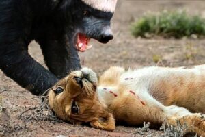 HONEY BADGER ─ This Savage Animal Fights Lions, Cobras… and Wins!