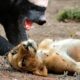 HONEY BADGER ─ This Savage Animal Fights Lions, Cobras… and Wins!