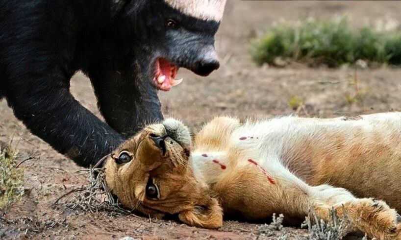 HONEY BADGER ─ This Savage Animal Fights Lions, Cobras… and Wins!