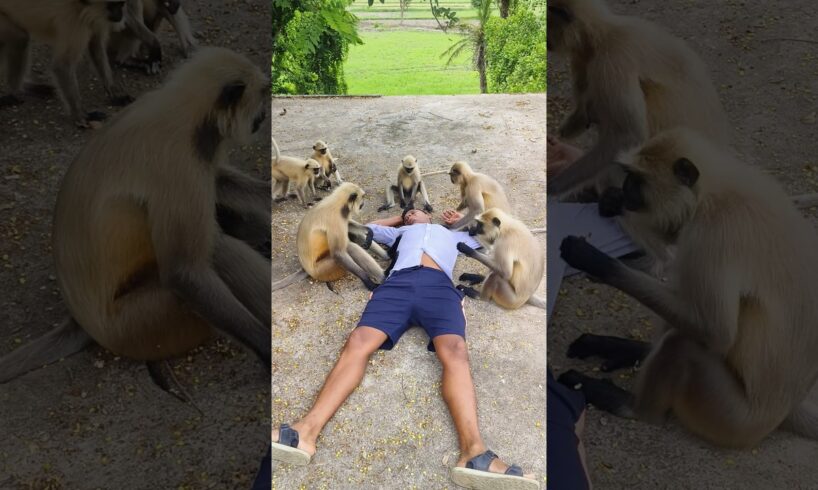 Hanuman playing with fun me due to love animals #hanuman #bajrangbali #jaishreeram #monkey #funny