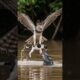 Harpy Eagle Saves Puppy From Caiman's Jaws! #rescue #animals #wildlife