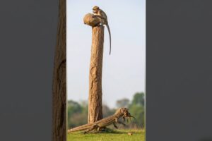Hero Dad Monkey Fights a Komodo Dragon to Save His Baby 💔🐒🦎