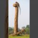 Hero Dad Monkey Fights a Komodo Dragon to Save His Baby 💔🐒🦎