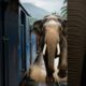 Heroic Elephant Halts Train To Prevent An Unexpected Disaster Ahead#animals #viralvideo #shorts