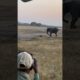 Honey Badger Fiercely Fights With Elephant - 1700408