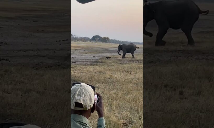 Honey Badger Fiercely Fights With Elephant - 1700408