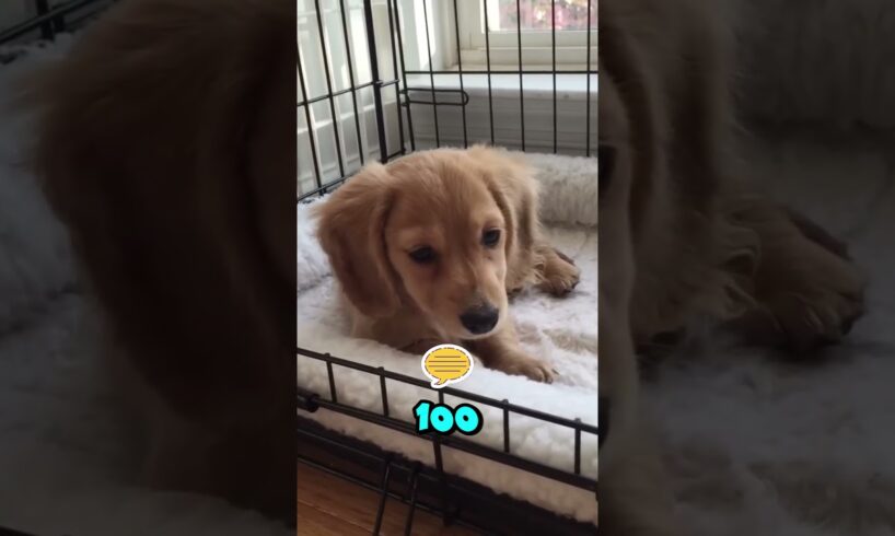 How Many Years Would You Give These CUTE Puppies? 🥺