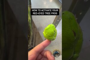 How to Activate Your Red-Eyed Tree Frog. 🐸 #funny #funnyanimals #frog #eyes #memes #meme #animals