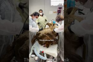 Huge Matted Dog Found In A Busy Intersection | The Dodo