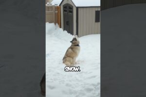 Huskies love snow
