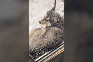 Husky Loving the Snow - Funny Dog Videos 🐾