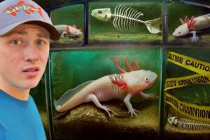 I Found an Abandoned Axolotl Farm