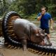 Incredible Animal Rescue: Saving a Mother Hippo and Her Calf