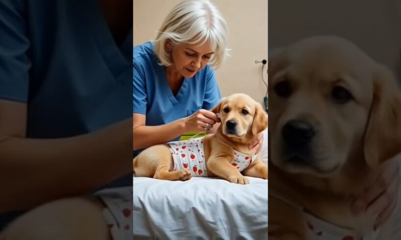 Inosent dog story #bhajanshaamsavere #shortsfeed #shorts #viralshorts #ytshorts #dog #dogshorts #ai