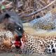 Jaguar Vs Giant Otter Confrontation Ends With A Fatal Head Bite| How Did Jaguar Escape?
