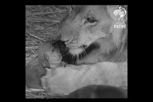 Lion Loves Puppies #interesting #cute #animals #dogs #cat #lion #puppy #vintage #pets