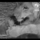 Lion Loves Puppies #interesting #cute #animals #dogs #cat #lion #puppy #vintage #pets