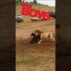 Lion vs Lioness Hunting - The Boys Meme। Facts Phylum #lion #shorts #sho