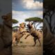Lion vs kangal dog fight | Lion VS Giant Kangal Dog | Kangal Shepherd Dog vs Lion