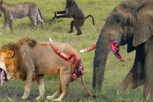 Live in wild/):Wild Animal Fights , Lion vs Elephant Baby | Monkey vs Lion | Lion vs Buffalo |