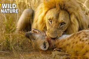 MOST Unbelievable Animals Fight in The Wild Ever Recorded | Animal Fights