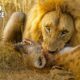 MOST Unbelievable Animals Fight in The Wild Ever Recorded | Animal Fights