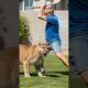 Man Fights Off Mountain Lion To Save His Dog! #rescue #animals #pets