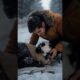Man Rescues Injured Panda | Heartwarming Animal Rescue & Treatment Story 🐼❤️"