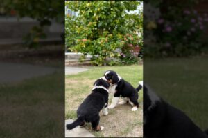 Melting Heart Puppies Playing Video 🐶❤️ #puppy #cute #cutedog #dog #shorts #shortsfeed