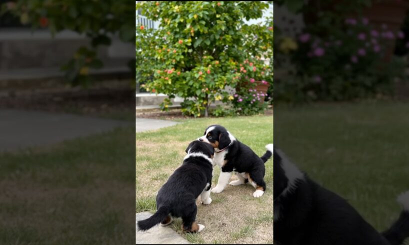 Melting Heart Puppies Playing Video 🐶❤️ #puppy #cute #cutedog #dog #shorts #shortsfeed