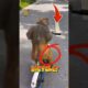 Monkey Riding a Bike Like a Pro!... 😂