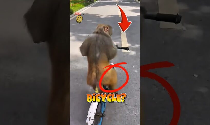 Monkey Riding a Bike Like a Pro!... 😂