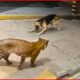 Most Incredible Leopards vs Dog Battles Caught On Camera! | Real Animal Fights