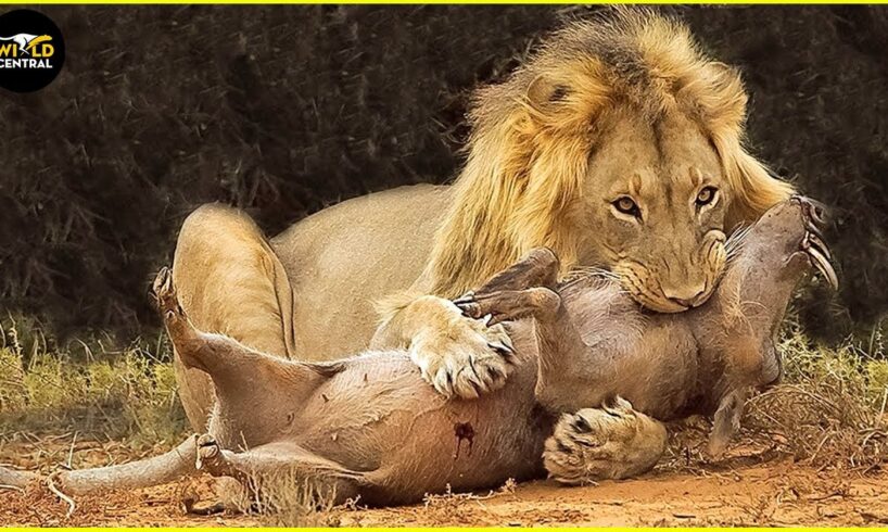 Most Merciless Battles Between Wild Animals! | Animal Fights