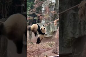 Naughty kids are so good at playing😂 Panda #panda #animals #viral #viralvideo #funny #shorts