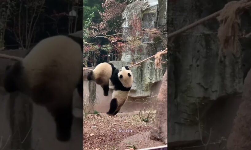 Naughty kids are so good at playing😂 Panda #panda #animals #viral #viralvideo #funny #shorts