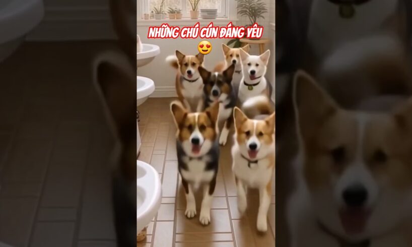 Những chú cún đáng yêu 😍