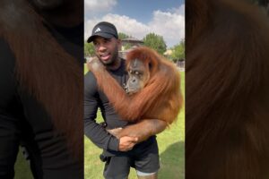 Orangutans 🦧 are such a beautiful creature ! #orangutan #ape